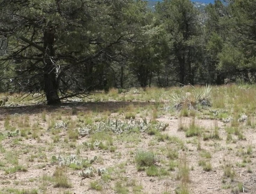 Land for Sale in Dolores Colorado 81323